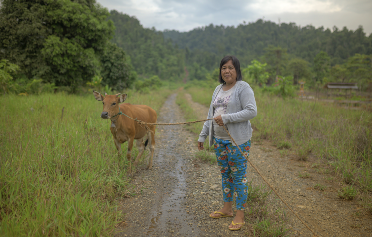 A community member grazes her cows. Animal husbandry is an important economic activity for people living around the mine.